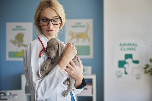 9 Consejos De Expertos Que Deberías Saber Para Cuidar Tu Mascota - Bernalo